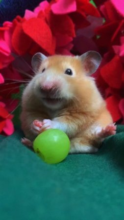Жующий хомяк 🐹