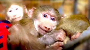 Все дети УЛЫБАЯСЬ спят в обнимку, а тем временем домой возвращается попугай Жори