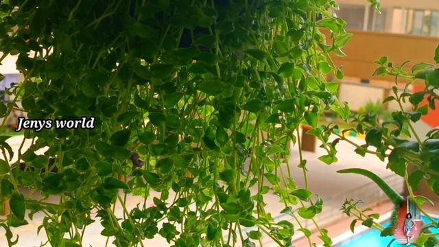 Turtle vine Care & Gardening Tips in Malayalam/ Tips to grow Turtle vine bushy/ ടർട്ടിൽ വൈൻ പരിപാലന