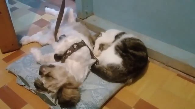 смешные истории из жизни смотреть онлайн