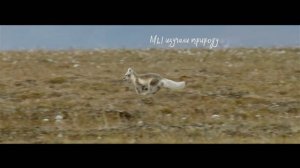 Заповедная Россия (Экопросветительский ролик Минприроды России)