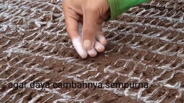 Cara menyemai cabai dijamin berhasil #warungbibitsemai смотреть онлайн