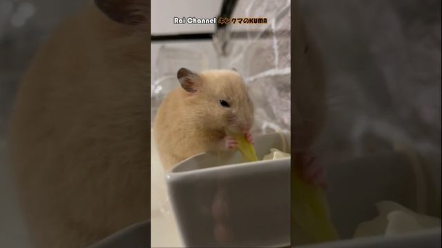 ハムスターがキャベツを食べる【かわいいハムスター】ハムスター観察