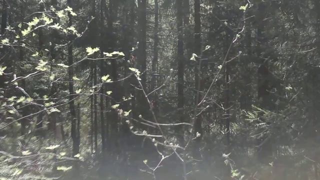 Кукушка кукует в лесу смотреть онлайн