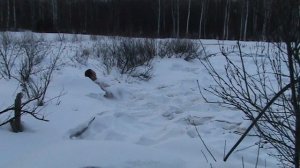 Купание в снегу