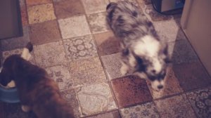 ТОП-10 вещей для собаки в доме | Догмама Аня 🐕🏠