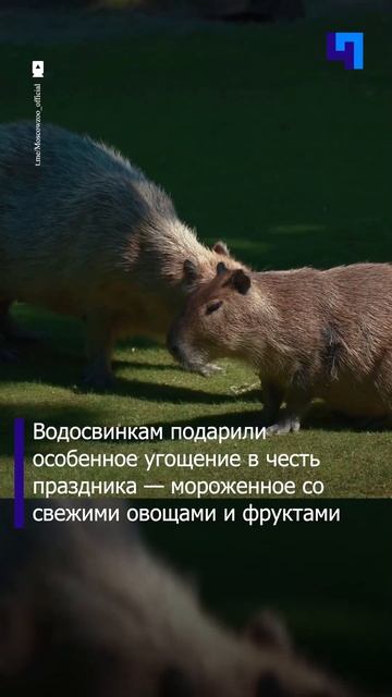 10 июля отмечается День любви к капибарам. Самый дружелюбный день в году смотреть онлайн