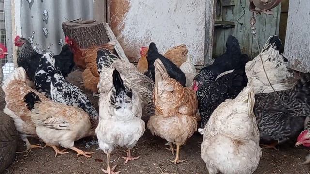 Уборка у цыплят. Снегопад. Куриное утро смотреть онлайн