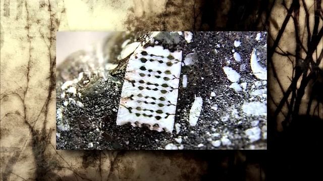 Найден микрочип возрастом 250 миллионов лет смотреть онлайн