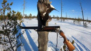 Охота на тетерева. С подхода на лыжах.