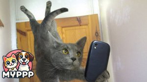 🐈 Мастерство маскировки: как прячутся коты! 🐾😹