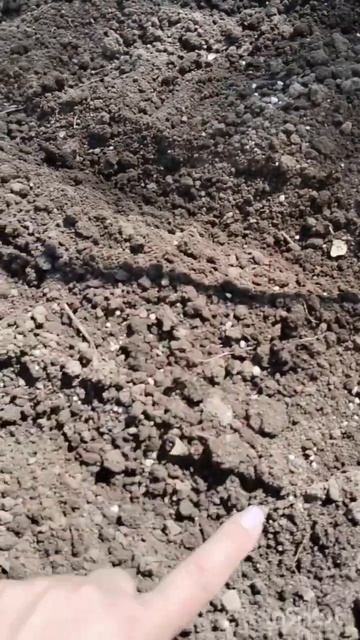 про посадку ЛУКА. всё просто:ПокупаемСортируемСогреваем 😍СажаемПоливаем😘😘😘 смотреть онлайн