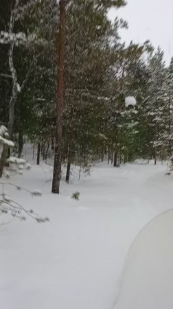 ЗИМНИЙ ЛЕС!