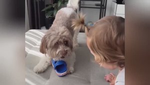 Смешные видео С ЖИВОТНЫМИ 😊 Самые смешные КОШКИ😺 и СОБАКИ🐶 2025