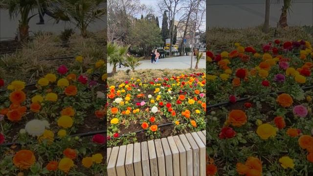 Весенняя Ялта площадь Советская, март. Крымская весна