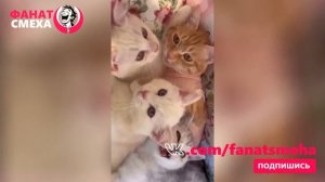 ПРИКОЛЫ и МИЛОТА с Кошками, видео подборка от фаната смеха