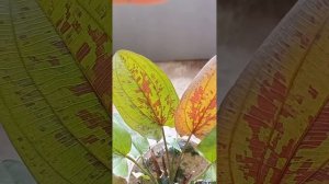 Echinodorus "Chocolate Marble" emersed