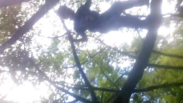 Дом на дереве смотреть онлайн