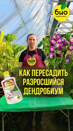 Как пересадить разросшийся дендробиум