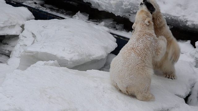 У мишек снова спарринг. смотреть онлайн