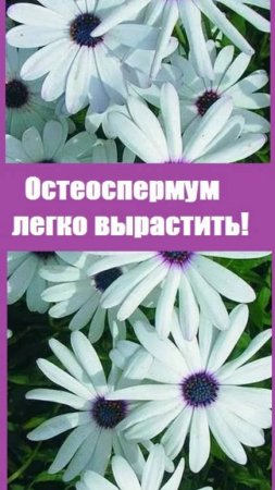Остеоспермум ПИКИРУЮ в фазе 3 настоящих листьев!