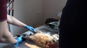 Селидово. Спасение раненого кота