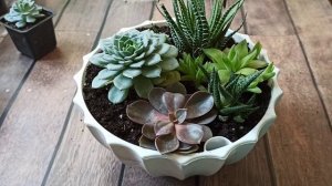 Красивый мини-садик из суккулентов: быстро и просто / DIY / succulents