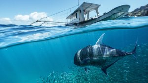 РР4: Рыбалка на море, Русская Рыбалка 4 (78 серия)