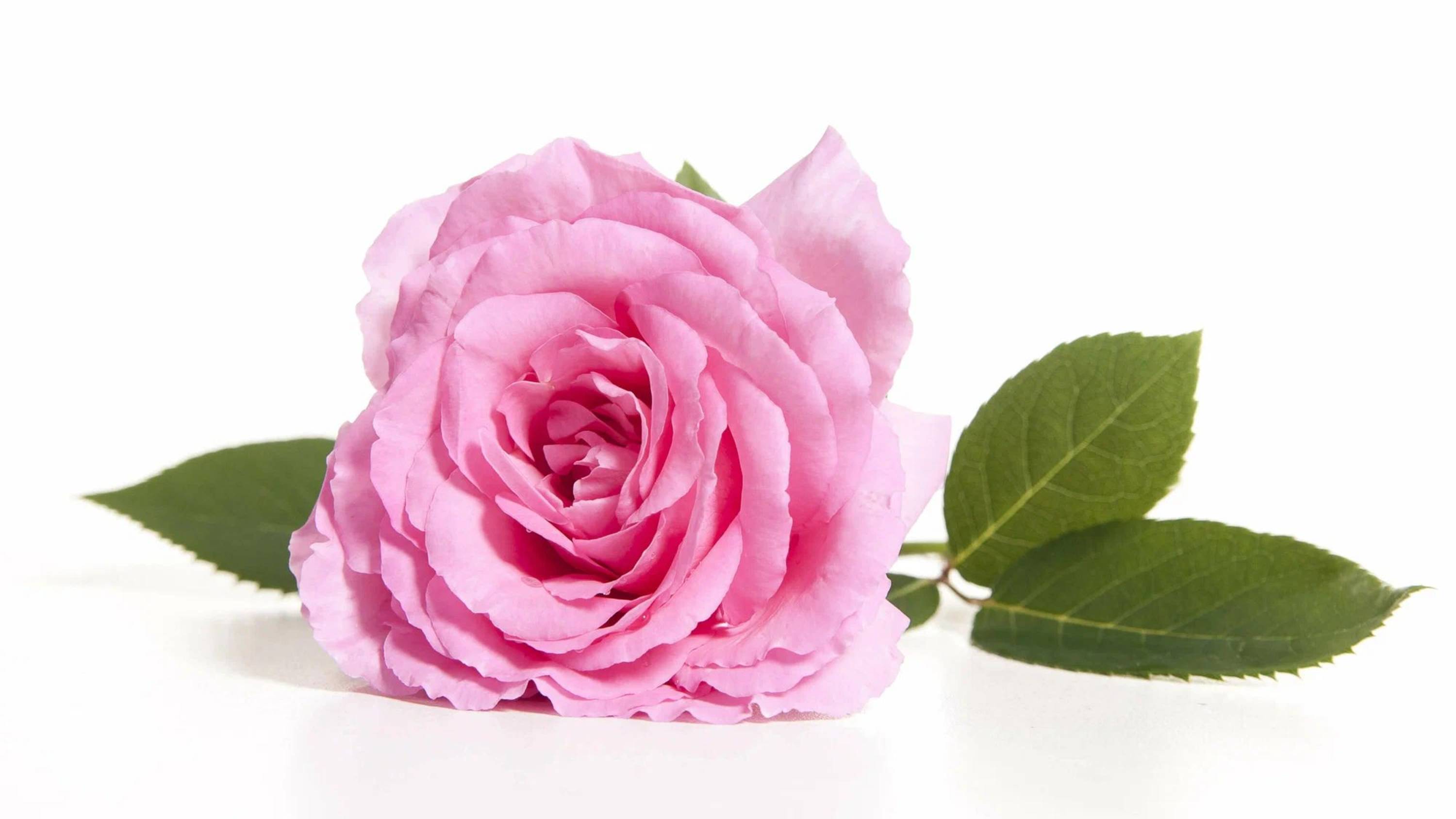 23 марта 2025 г. Воскресная служба на русском языке смотреть онлайн