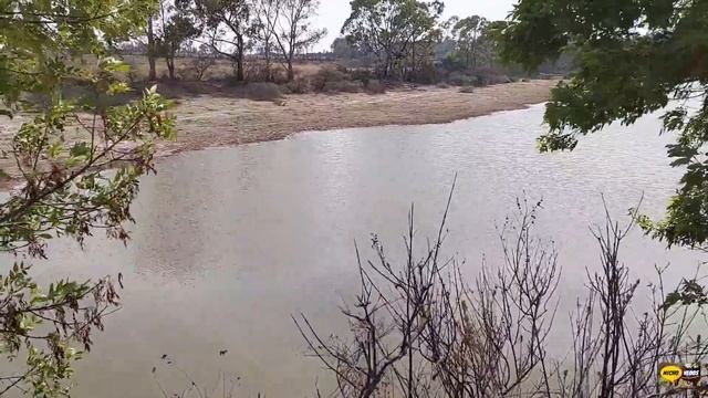 VACAS LECHERAS-RANCHO SAN SALVADOR-PURO GANADO DE PRIMERA,UN LUGAR INCREIBLE. смотреть онлайн