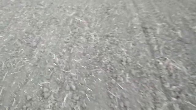 Посев пшеници, в сухую землю.