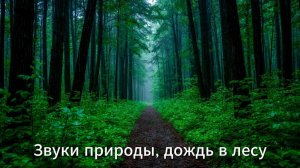 Звуки природы, дождливый день в лесу, звуки леса, музыка для релаксации и медитации
