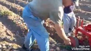 Копаем урожай картошки 2022г.,😉👍.