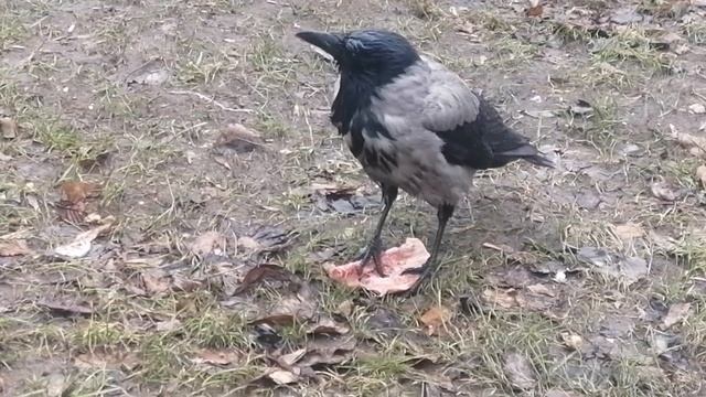 Вороны. Мокрый босс ест курицу \ Hooded crows. Wet boss eats chicken смотреть онлайн