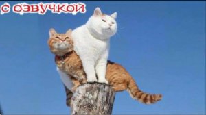 Приколы с котами! - С ОЗВУЧКОЙ СМЕШНЫЕ КОТЫ И КОШКИ! Самые смешные животные!