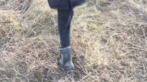 2020 04 13 Дамба Дружино