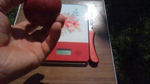 Нектарин  Світ Леді ( Sweet Lady)