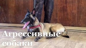 Нападения уличных собак