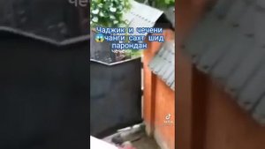Чанги ТОЧИКО кади чичено паронданшон😱