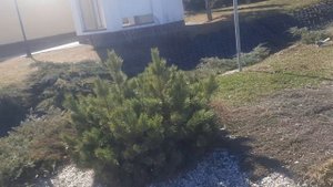 Породистые голуби