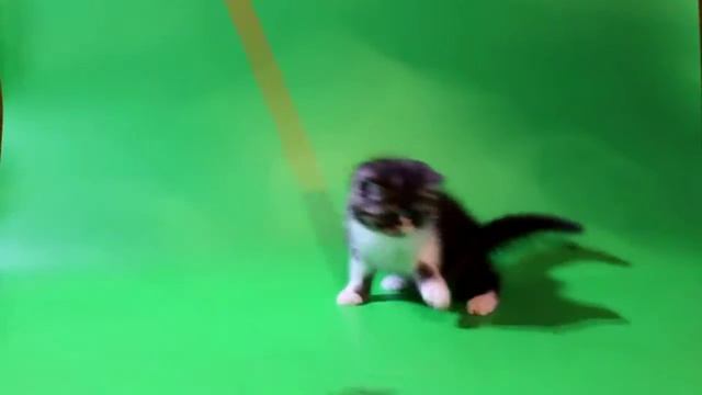 Венечка - экзотический котёнок смотреть онлайн