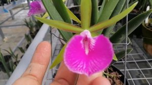 Brassocattleya Gulfshore's Beauty (Bc. Canival Kid "Torino")