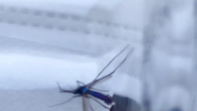 Toxorhynchites #mosquito смотреть онлайн