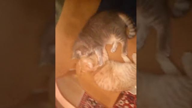 Версус зализ смотреть онлайн