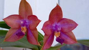 Фаленопсис MCL139 Mituo GH King Star 'uv rays' Первое домашнее цветение орхидеи 🌱