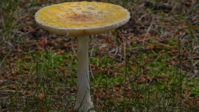 J J Cale Crazy Mama смотреть онлайн