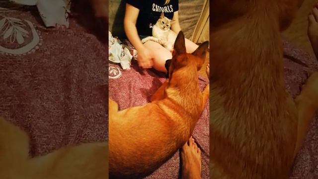 Шиншилла защищает хозяйку от бельгийца смотреть онлайн