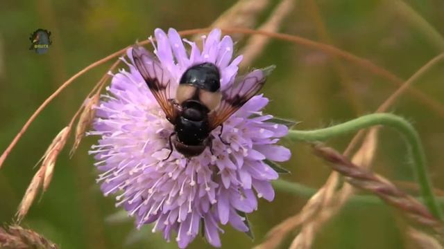 VOLUCELLE Transparente / Volucella pellucens ! BRUITX смотреть онлайн