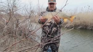 Сазанчик на жмыховку.