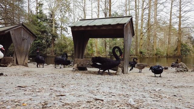 Sumter - Swan Lake Iris Garden, South Carolina in 4K Ultra HD смотреть онлайн